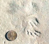 Reptile Tracks in Coconino Sandstone