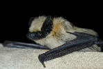 Western Pipistrelle Bat